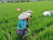 Pemkab Kukar Kucurkan Anggaran 700 Miliar untuk Tingkatkan Sektor Pertanian