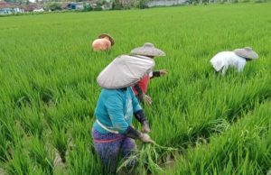 Pemkab Kukar Kucurkan Anggaran 700 Miliar untuk Tingkatkan Sektor Pertanian