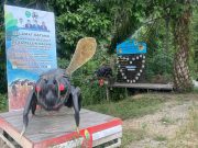 Rasakan Beragam Khasiat dari Madu Kelulut Khas Desa Teluk Dalam