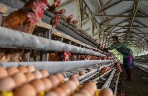 Inovasi Desa Loa Duri Ilir Jaga Ketahanan Pangan Dengan Peternakan Ayam Petelur
