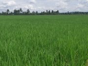 Infrastruktur Pertanian Tenggarong Seberang Terus Diperkuat Demi Capai Swasembada Pangan