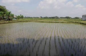 Mayoritas Warga Petani, Desa Rapak Lambur Optimis Jadi Pusat Ketahanan Pangan Kukar