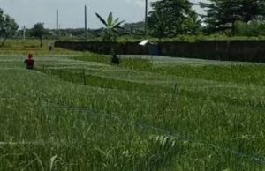 Kota Bangun Darat Menuju Swasembada Pangan
