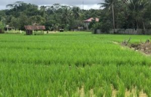 Sektor Pertanian di Kukar Diperkuat Lewat APBD 2025