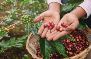 Sekda Kukar Harapkan Peningkatan Industri Kopi Lokal